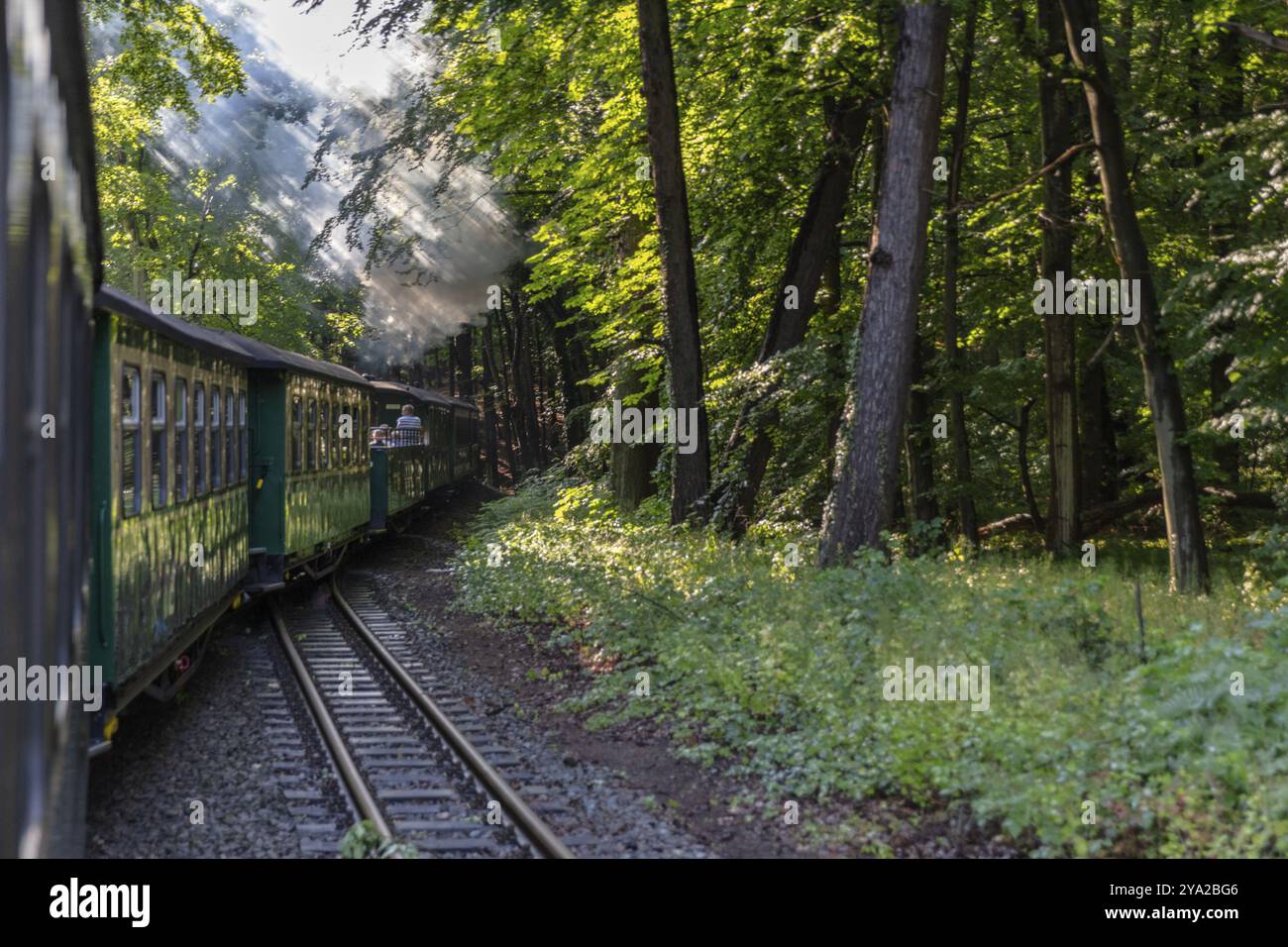 Un train à vapeur traverse une forêt verdoyante et ombragée, les rayons du soleil pénètrent dans le feuillage, Ruegen, Rasender Roland Banque D'Images