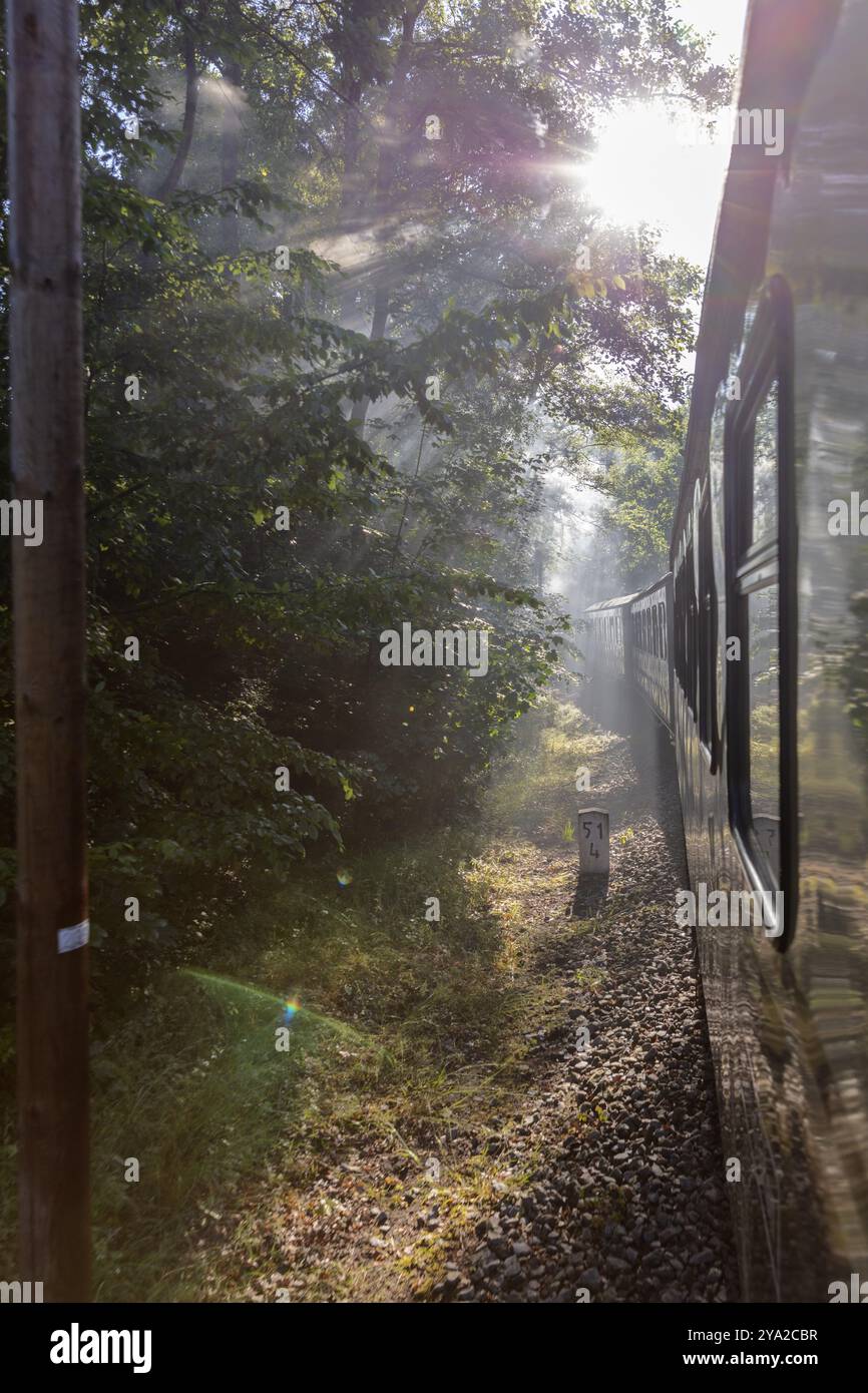 Un train traverse la forêt tandis que les rayons de soleil tombent à travers le feuillage, Ruegen, Rasender Roland Banque D'Images
