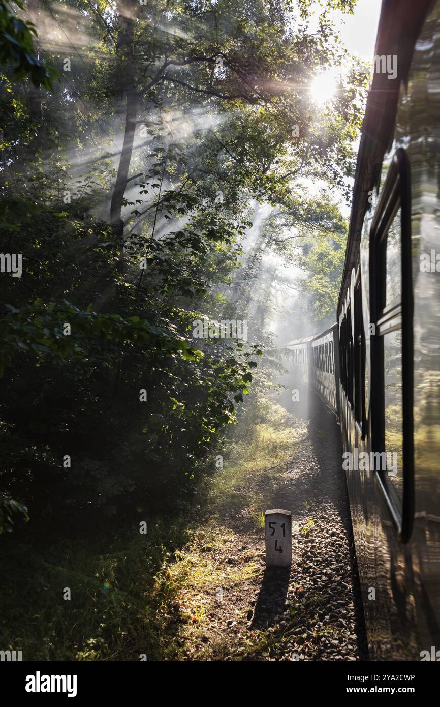 Un train voyage à travers une forêt baignée de soleil tandis que les rayons de lumière brillent à travers les arbres, Ruegen, Rasender Roland Banque D'Images Un train voyage à travers une forêt baignée de soleil tandis que les rayons de lumière brillent à travers les arbres, Ruegen, Rasender Roland Banque D'Images