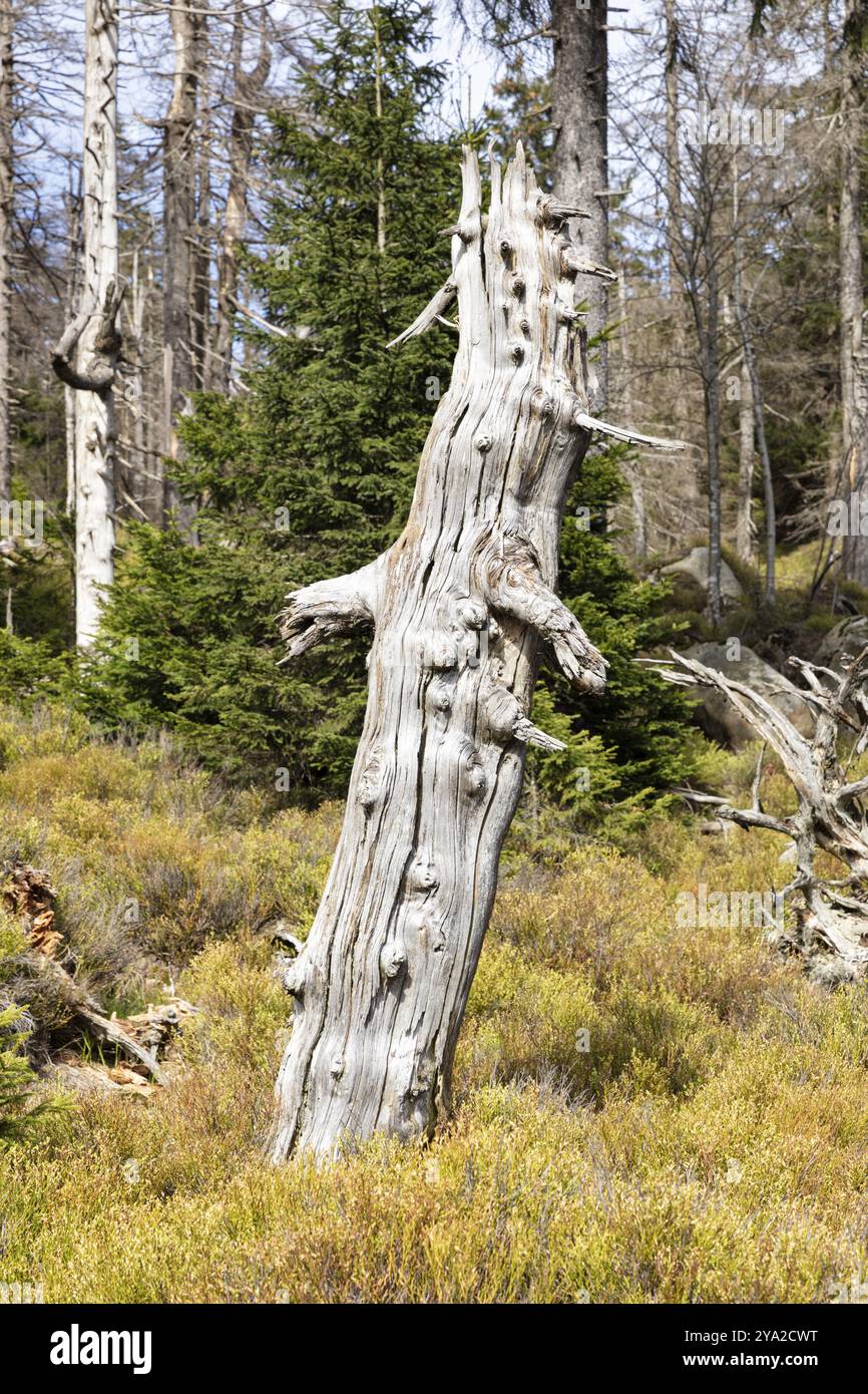 Arbre solitaire et mort dans un paysage forestier riche en végétation, montagnes du Harz, Brocken, basse-Saxe Banque D'Images Arbre solitaire et mort dans un paysage forestier riche en végétation, montagnes du Harz, Brocken, basse-Saxe Banque D'Images