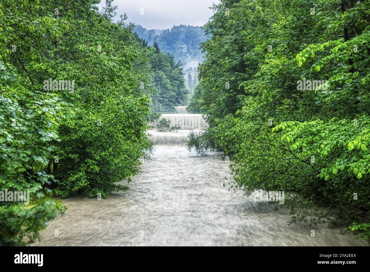 Une rivière avec de forts rapides entre des arbres denses et verts dans la forêt, Jenbach, Bad Feilnbach Banque D'Images Une rivière avec de forts rapides entre des arbres denses et verts dans la forêt, Jenbach, Bad Feilnbach Banque D'Images