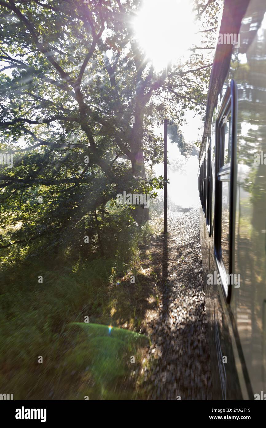 Train voyageant à travers la forêt, la lumière du soleil tombant à travers les arbres, Ruegen, Rasender Roland Banque D'Images Train voyageant à travers la forêt, la lumière du soleil tombant à travers les arbres, Ruegen, Rasender Roland Banque D'Images