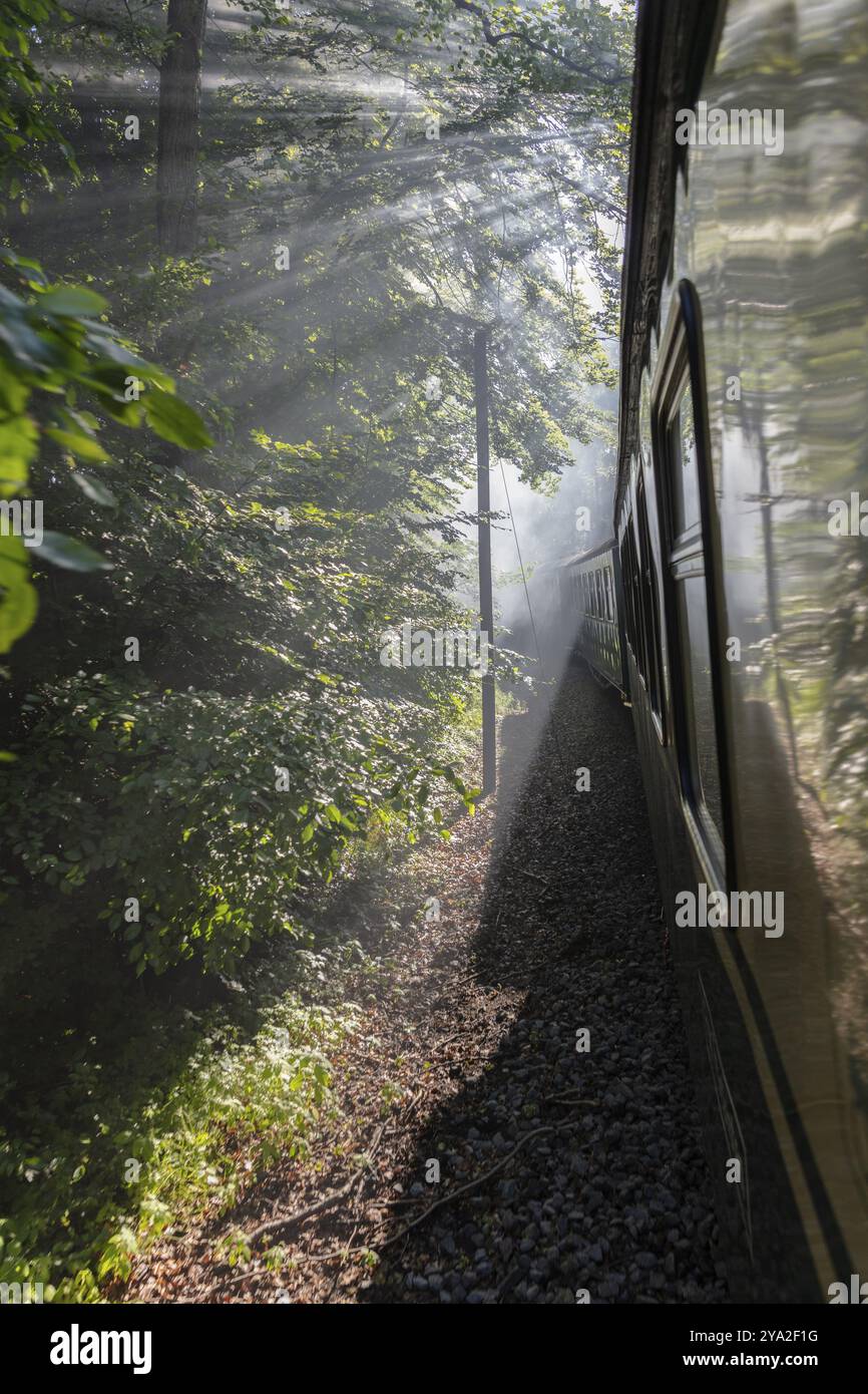 Voyage en train à travers une forêt ombragée avec des rayons de lumière sur les pistes, Ruegen, Rasender Roland Banque D'Images