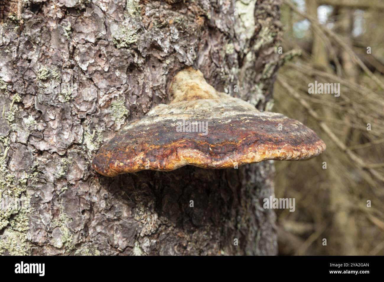 Un puissant champignon est visible sur un tronc d'arbre dans la forêt, Harz Mountains, Brocken, basse-Saxe Banque D'Images Un puissant champignon est visible sur un tronc d'arbre dans la forêt, Harz Mountains, Brocken, basse-Saxe Banque D'Images