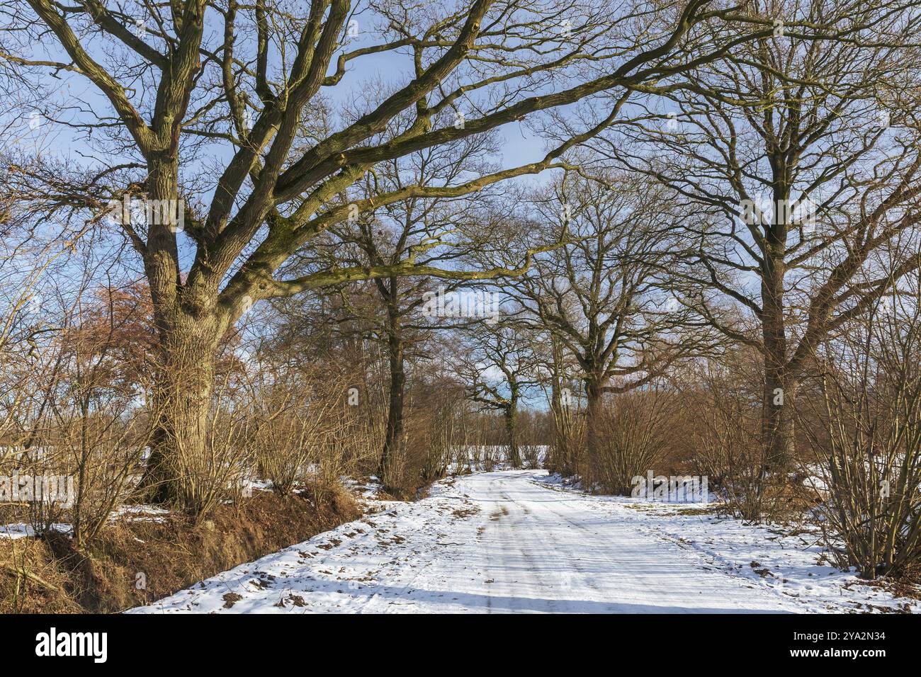 Route agricole enneigée avec haies (Knick) et chênes des deux côtés en hiver près de Wakendorf II dans le Schleswig-Holstein, Allemagne, Europe Banque D'Images