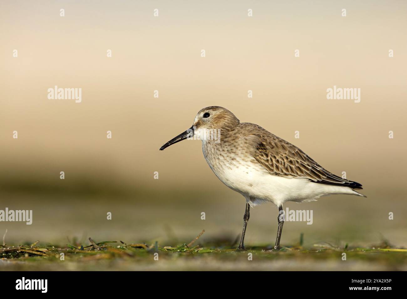 Dunlin, (Calidris alpina), famille snipe, snipe, cueillette, biotope, habitat, Barr Al Hikman, Shannah, Ash Sharqiyah South, Oman, Asie Banque D'Images