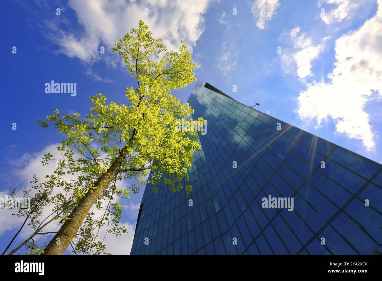 Vue d'un immeuble moderne de grande hauteur avec un arbre et la lumière du soleil contre un ciel bleu, Prime Tower, Zurich, façade en verre, reflets, canton de Zurich, SW Banque D'Images