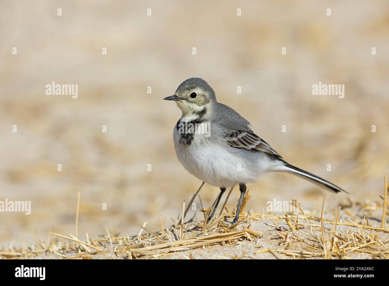 White Wagtail, (Motacilla alba), songbird, oasis Muntasar, Salalah, Dhofar, Oman, Asie Banque D'Images