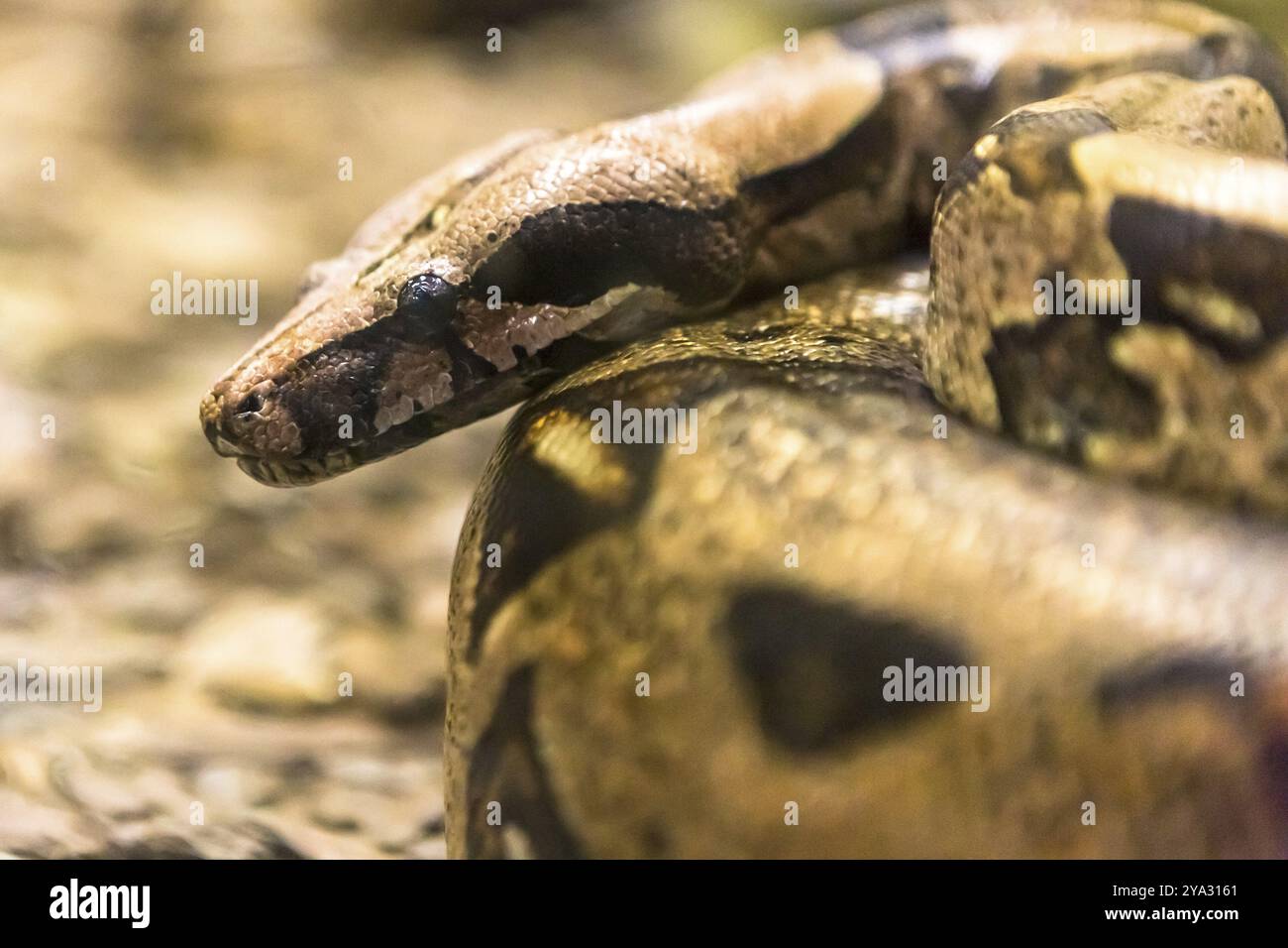 Boa constrictor, une espèce de grand serpent au corps lourd Banque D'Images