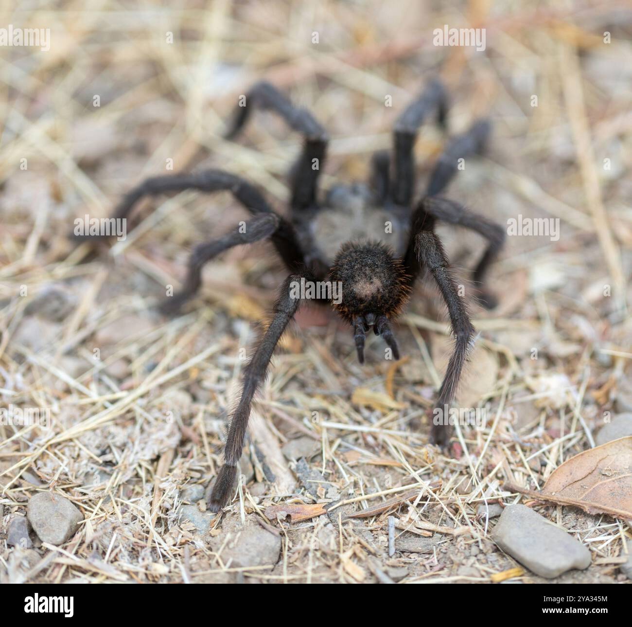 California Tarantula adulte mâle montrant les Spinnerets, organes producteurs de soie. Stevens Creek County Park. Banque D'Images