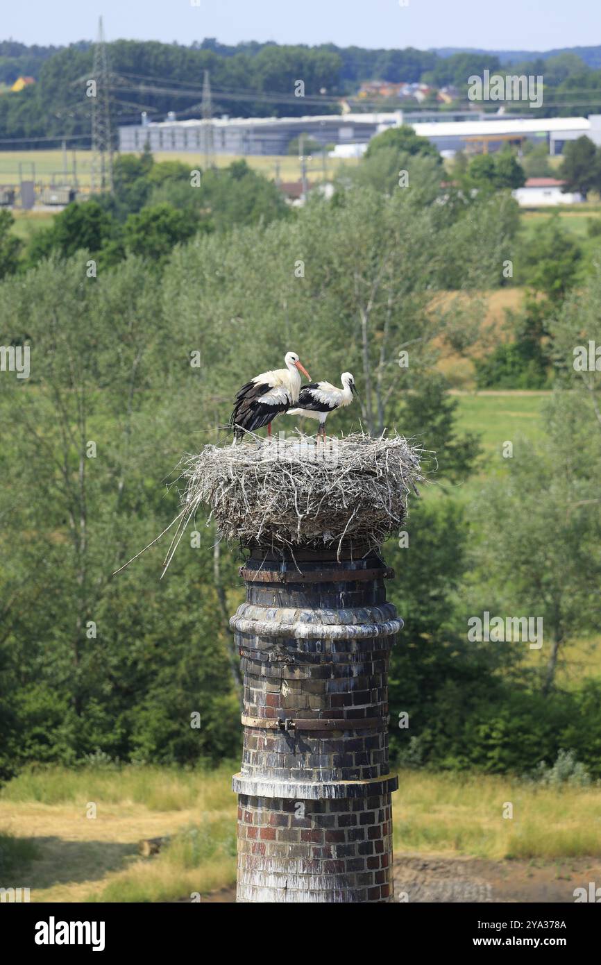 Cigognes dans un nid à Gunzenhausen en Bavière Banque D'Images