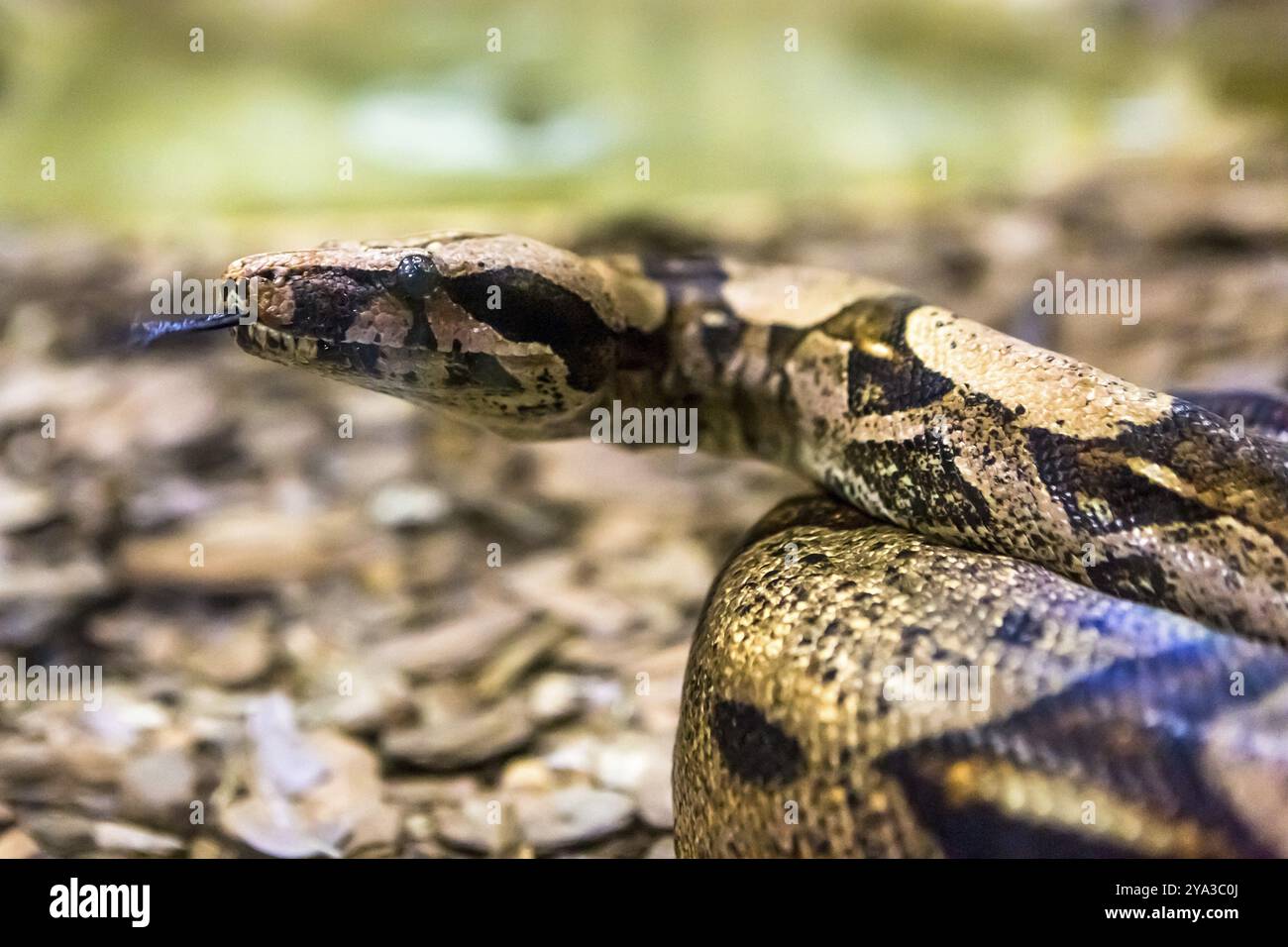 Boa constrictor, une espèce de grand serpent au corps lourd Banque D'Images