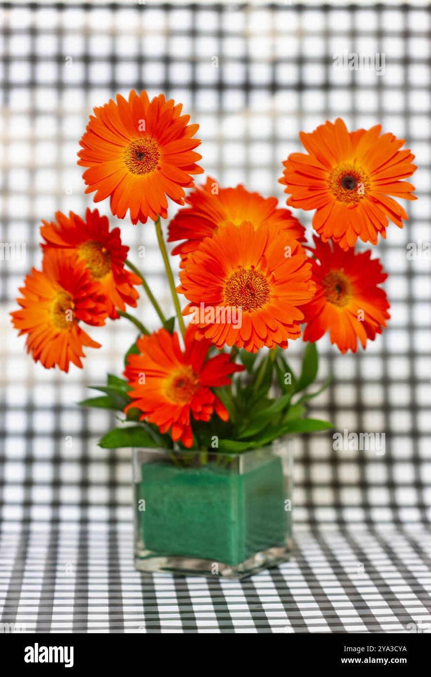 Rouge orange Gerbera jamesonii , African Daisy, dans un vase studio shot Banque D'Images