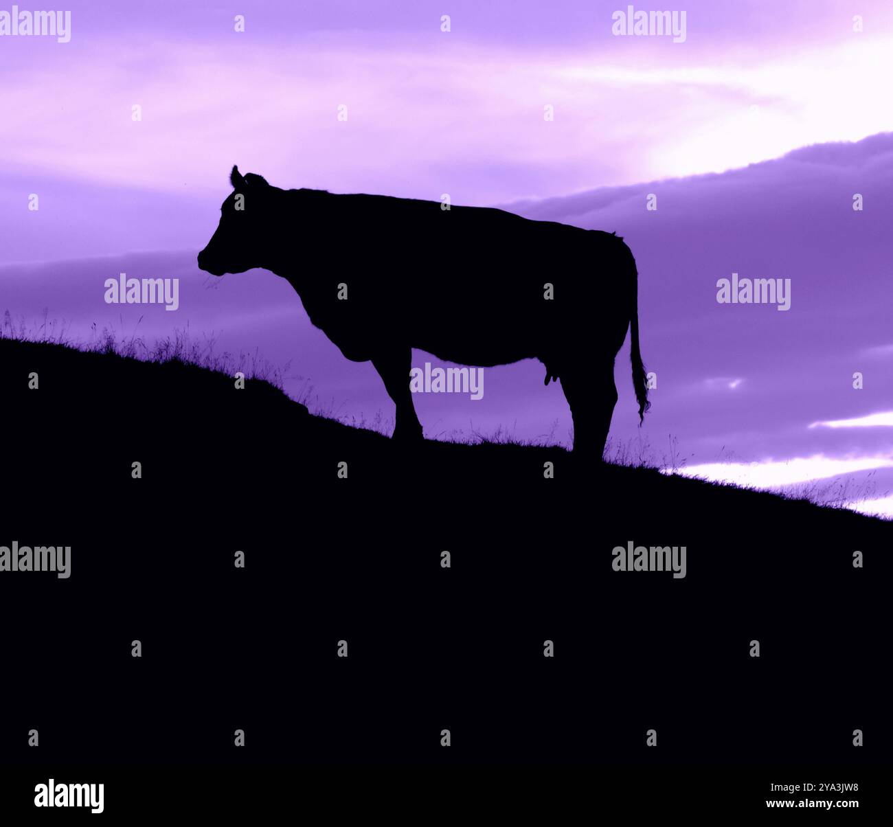 Silhouette d'une vache sur une colline avec une Purple Sky With Copy Space Banque D'Images