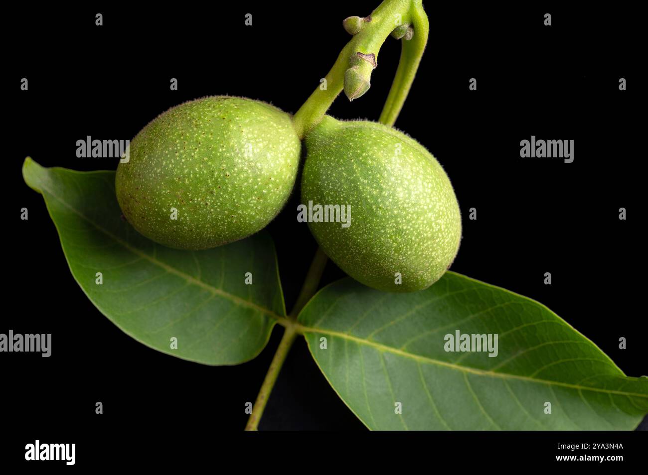 Noix non mûres dans la coque sur une branche. Brindille d'un noyer commun, Juglans regia, avec deux noix, encore recouvertes de coque verte. Banque D'Images