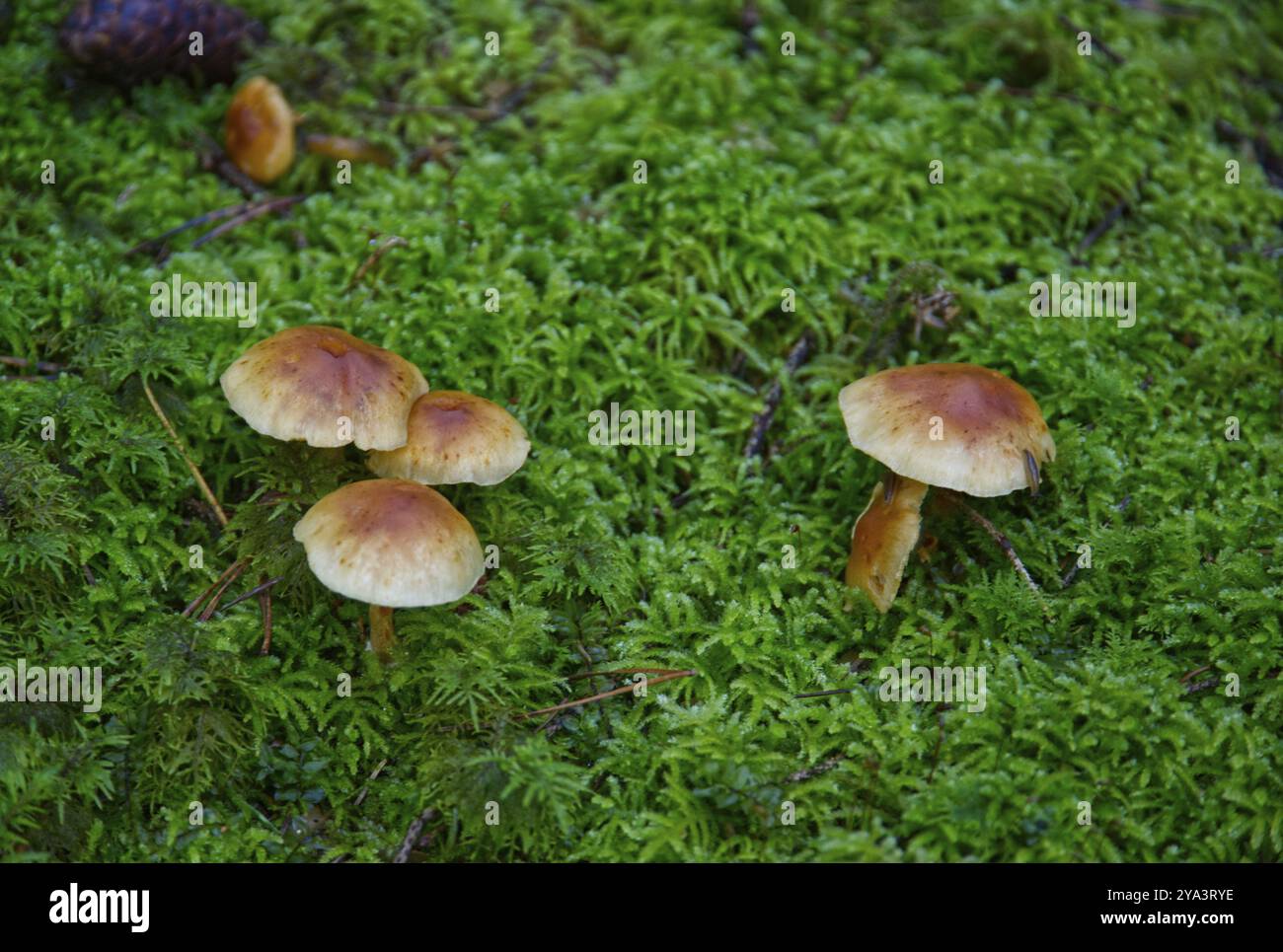 Touffe de conifères (Hypholoma capnoides) dans la mousse Banque D'Images