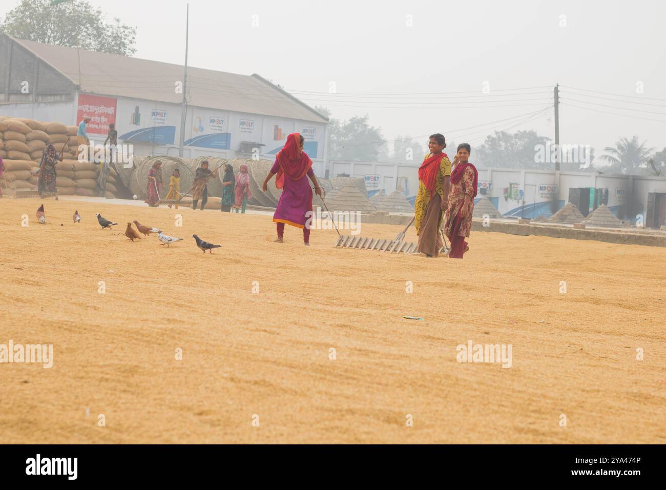 Ashuganj, Brahmanbaria, 26 janvier 2023, les travailleurs travaillant dans un petit moulin à riz, le riz traditionnel traite le séchage des grains de paddy au soleil du Bangladesh. Banque D'Images