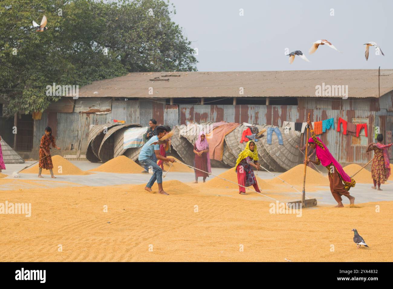 Ashuganj, Brahmanbaria, 26 janvier 2023, les travailleurs travaillant dans un petit moulin à riz, le riz traditionnel traite le séchage des grains de paddy au soleil du Bangladesh. Banque D'Images