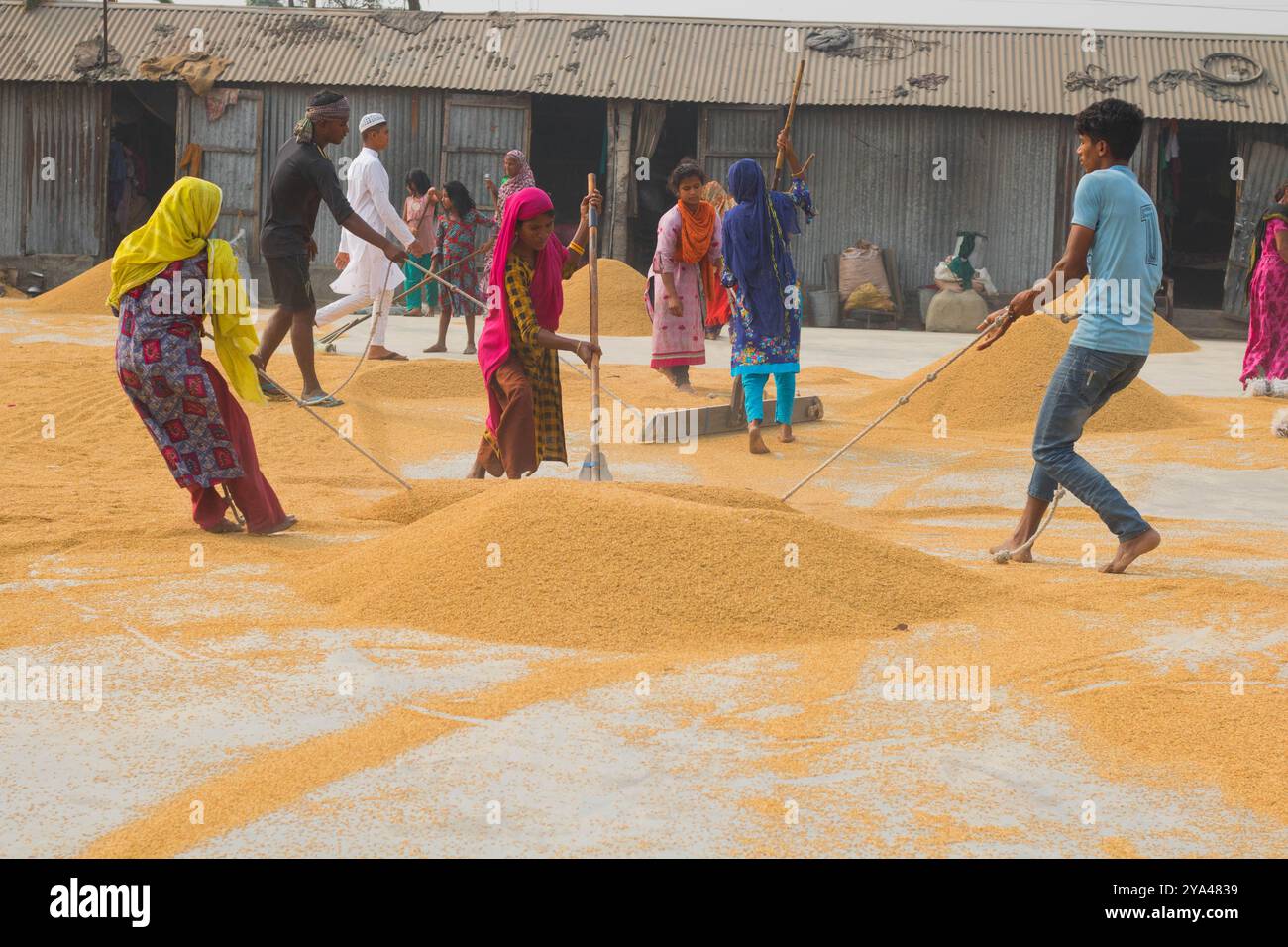 Ashuganj, Brahmanbaria, 26 janvier 2023, les travailleurs travaillant dans un petit moulin à riz, le riz traditionnel traite le séchage des grains de paddy au soleil du Bangladesh. Banque D'Images
