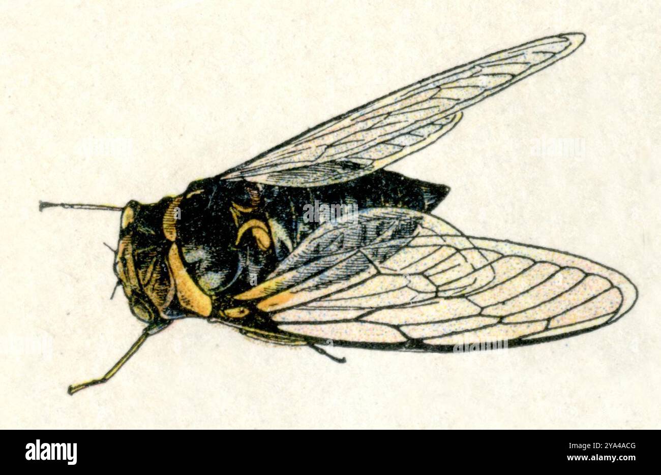 Cicada Cicada orni, Millot, Adolphe (1857-1921) (encyclopédie, 1910), Mannasingzikade Banque D'Images