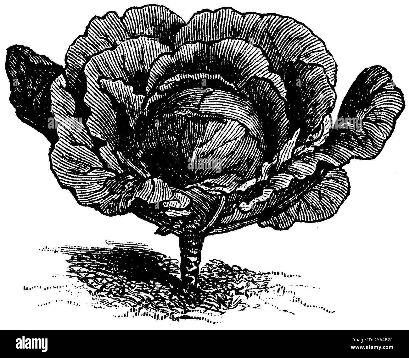 Chou rouge, variété : Erfurter oder Holländer Rotkraut, Brassica oleracea convar. capitata var. Rubra, anonym (Agricultural book, 1876), Rotkohl, sorte : Erfurter oder Holländer Rotkraut, Chou rouge, varieté : Erfurter oder Holländer Rotkraut Banque D'Images
