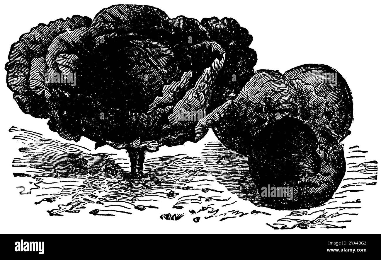 Chou rouge, variété : Erfurter blutrotes Salatkraut, Brassica oleracea convar. capitata var. Rubra, anonym (livre de cuisine, 1904), Rotkohl, sorte : Erfurter blutrotes Salatkraut, Chou rouge, variété : Erfurter blutrotes Salatkraut Banque D'Images