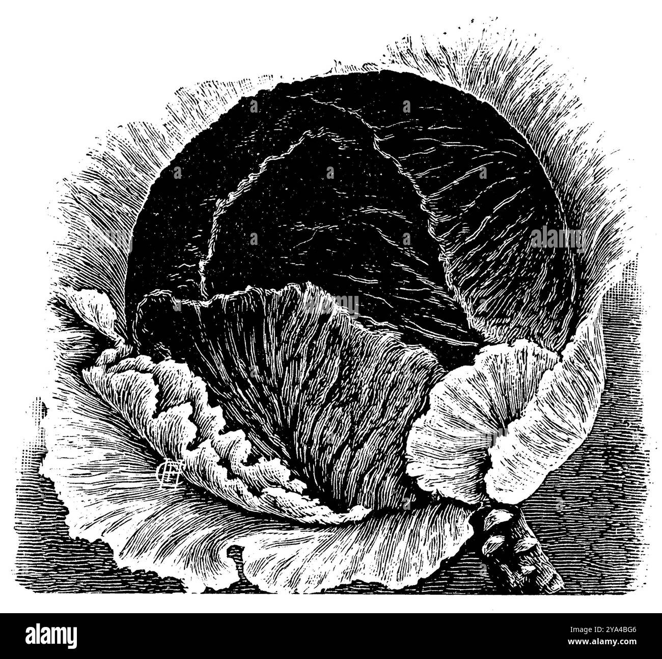 Chou rouge, variété : Erfurter Schwarzkopf (Heinemann), Brassica oleracea convar. capitata var. Rubra, F.C. H[Heinemann] (livre de jardin, 1915), Rotkohl, sorte : Erfurter Schwarzkopf (Heinemann), Chou rougevarieté : Erfurter Schwarzkopf (Heinemann) Banque D'Images