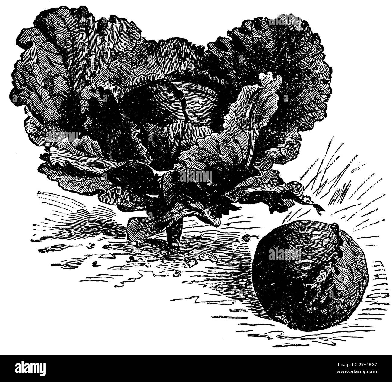 Chou rouge, variété : Erfurter Schwarzkopf, Brassica oleracea convar. capitata var. Rubra, anonym (livre de cuisine, 1904), Rotkohl, sorte : Erfurter Schwarzkopf, chou rouge, varieté : Erfurter Schwarzkopf Banque D'Images