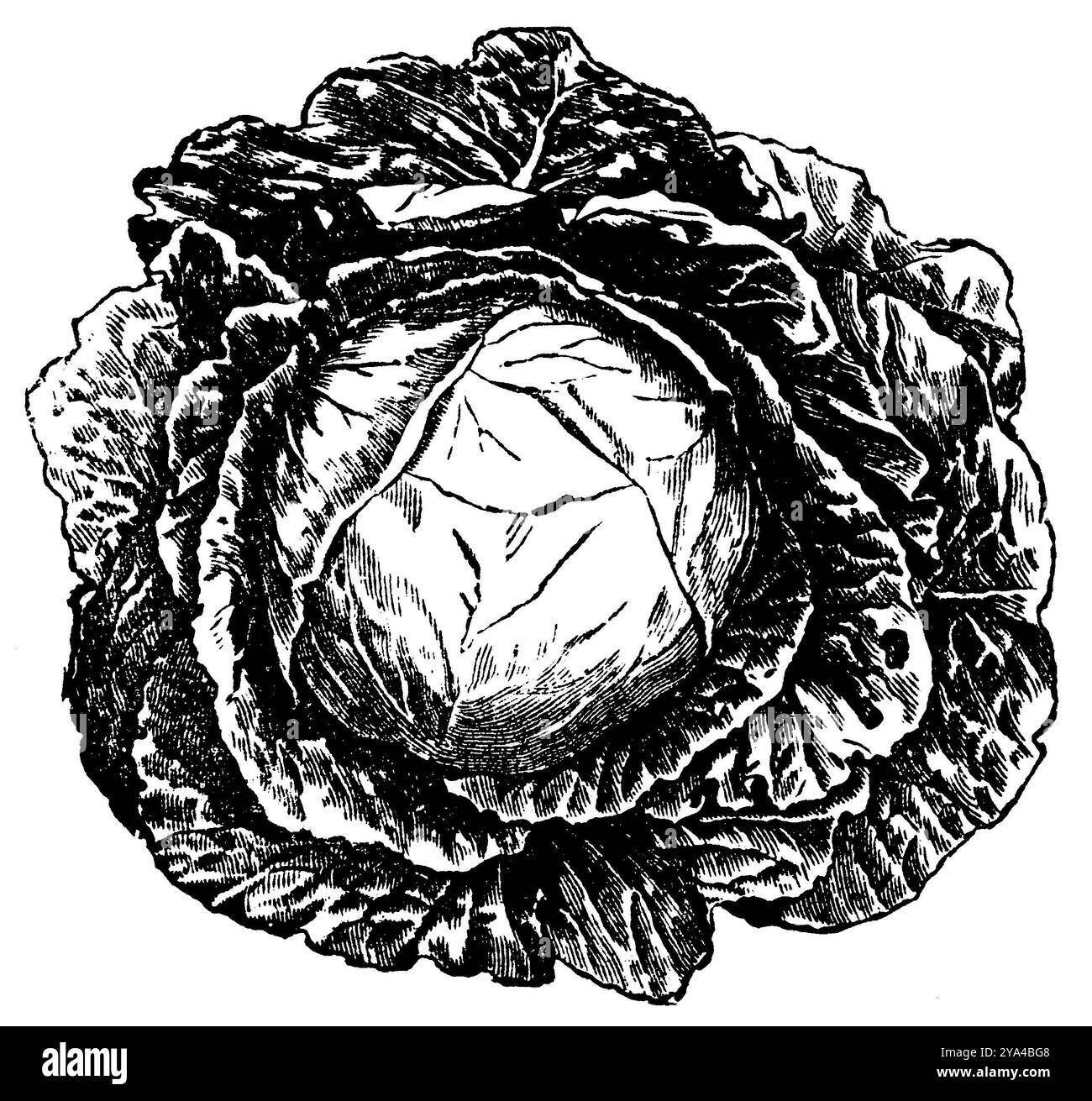 Chou rouge, Brassica oleracea convar. capitata var. Rubra, anonym (livre de cuisine, 1901), Rotkohl, Chou rouge Banque D'Images