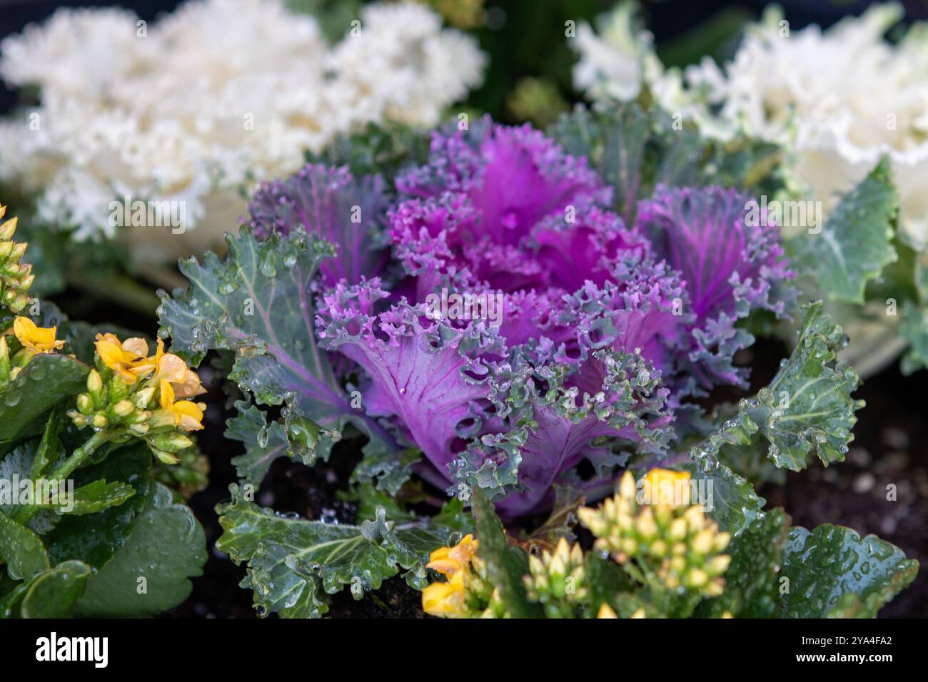 Chou ornemental violet et fleurs Banque D'Images