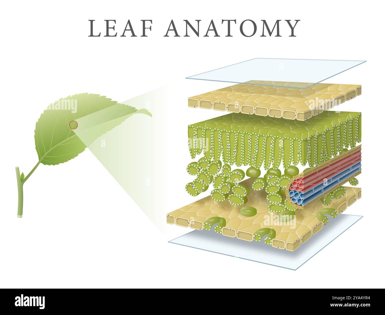 Illustration de l'anatomie des feuilles et des couches Banque D'Images