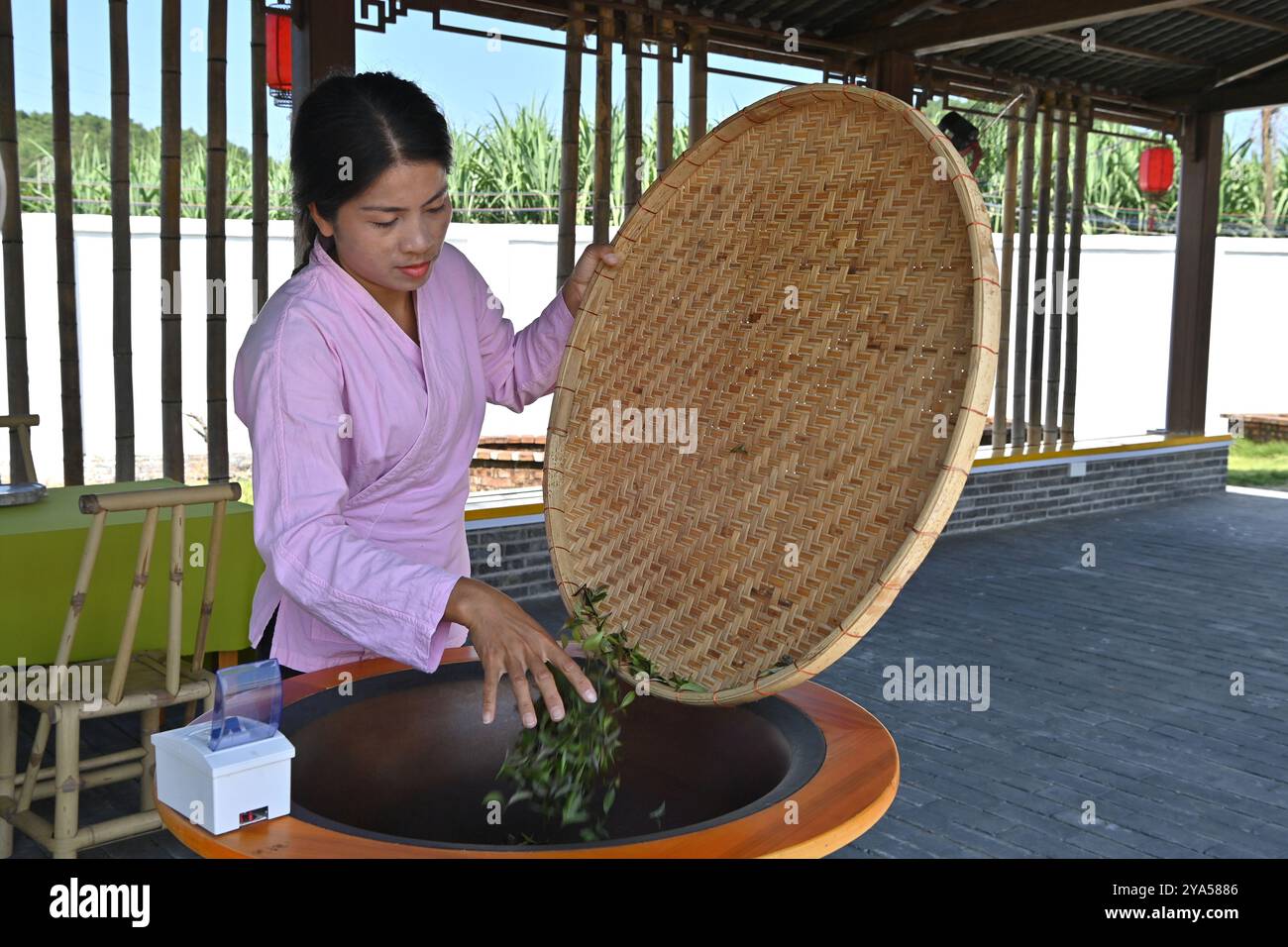 (241012) -- XIANGZHOU, Oct. 12, 2024 (Xinhua) -- Feng Kangchong se prépare à faire frire des feuilles de thé à la poêle dans le village de Sigao, canton de Miaohuang du comté de Xiangzhou, ville de Laibin de la région autonome du Guangxi Zhuang du sud de la Chine, Oct. 10, 2024. Feng Kangchong, né en 1989, est un héritier représentatif des compétences de fabrication du thé Gupa. Originaire du village de Gupa du comté de Xiangzhou, dans le Guangxi du sud de la Chine, Feng a été impliqué dans la fabrication du thé dès son plus jeune âge. La culture du thé est une tradition de Xiangzhou qui a duré plus de 1 300 ans, tandis que le thé Gupa, nommé d'après son lieu d'origine, Gupa Village, l'a fait Banque D'Images