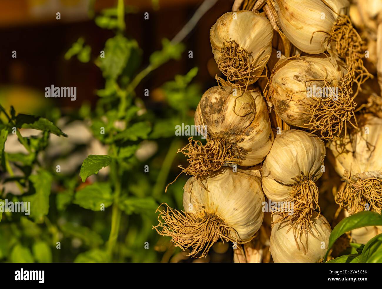 Pousses d'ail, dans un magasin de légumes, épices épicées, cuisine asiatique Banque D'Images