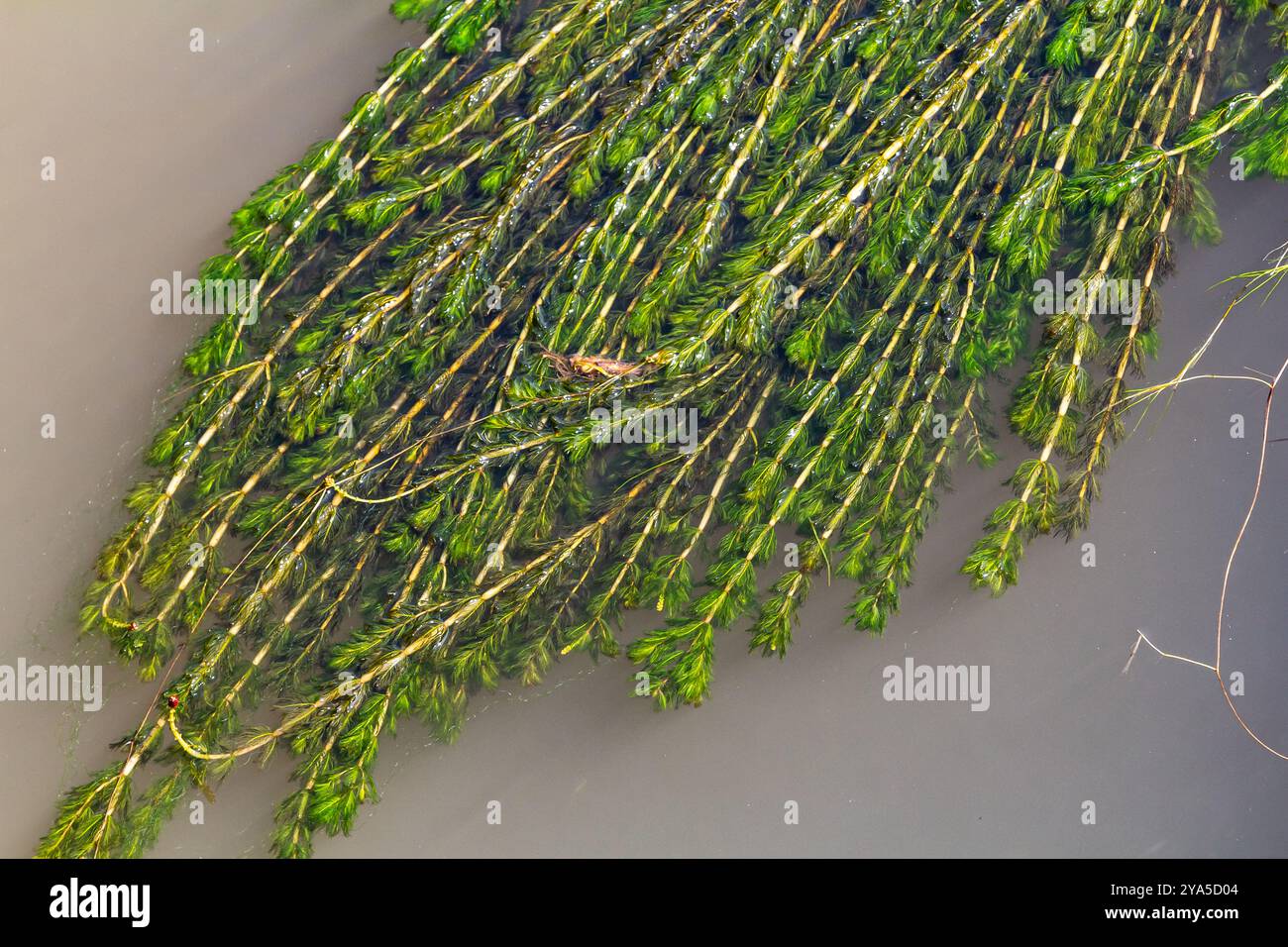 Plante aquatique Ceratophyllum demersum dans un ruisseau. Banque D'Images