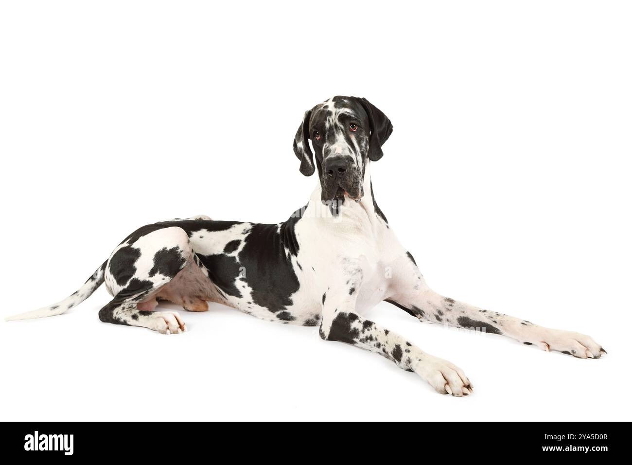 Chien de race grand Danois couché sur un fond blanc Banque D'Images