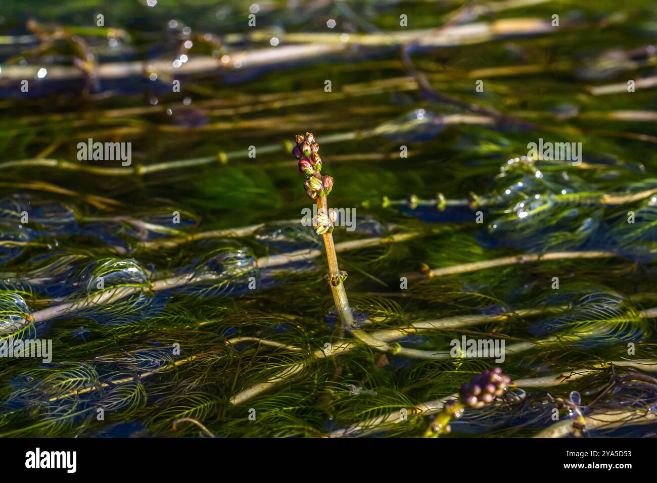 Plante aquatique Ceratophyllum demersum dans un ruisseau. Banque D'Images