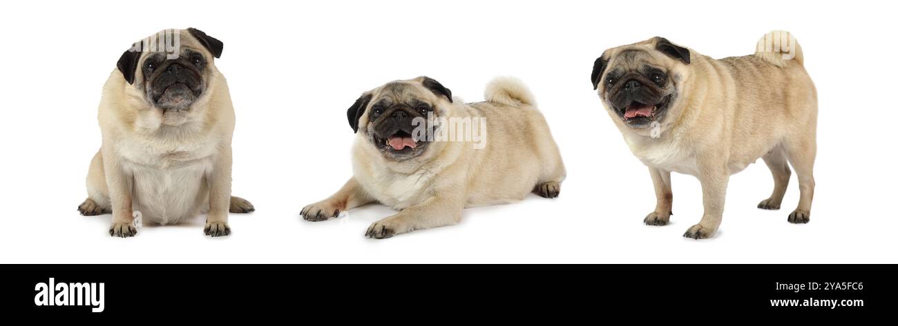 Trois montage photo de gros chien de carlin isolé sur fond blanc Banque D'Images