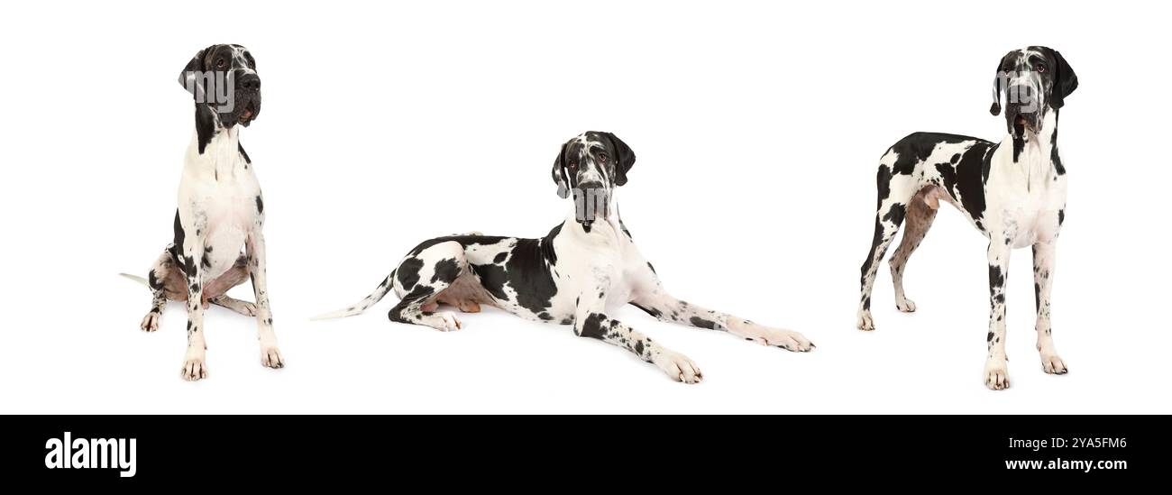 Trois montage photo de Grand chien Danois isolé sur fond blanc Banque D'Images