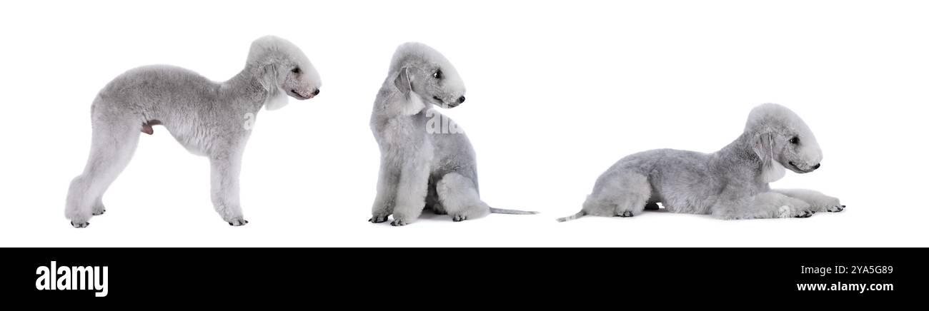 Montage photo de chien Bedlington Terrier de race pure isolé sur fond blanc Banque D'Images