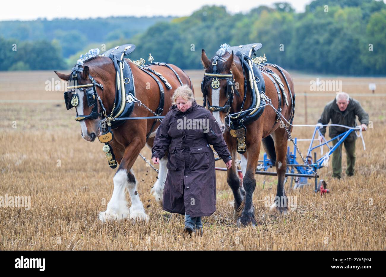 Perlethorpe, Nottinghamshire, Royaume-Uni, 12 octobre 2024. Le 73e British National labour Championships & Country Festival a lieu alors que plus de deux cent cinquante concurrents essaient de labourer le sillon le plus droit à l'aide de chevaux lourds traditionnels, de moteurs de labour à vapeur, de tracteurs anciens et d'équipements modernes. Crédit : Matt Limb OBE/Alamy Live News Banque D'Images