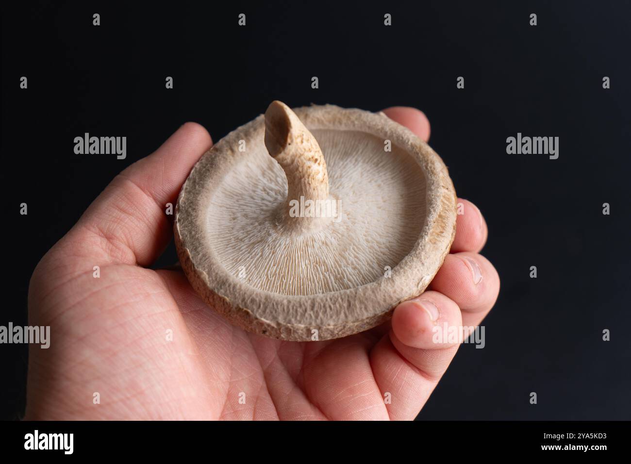 Champignons Shiitake frais. Culture de champignons Shiitake. Gros plan sur les ingrédients asiatiques. ECO Food Bio Vegetarian Food comestible. Blocs de poussière de scie pour mu culinaire Banque D'Images