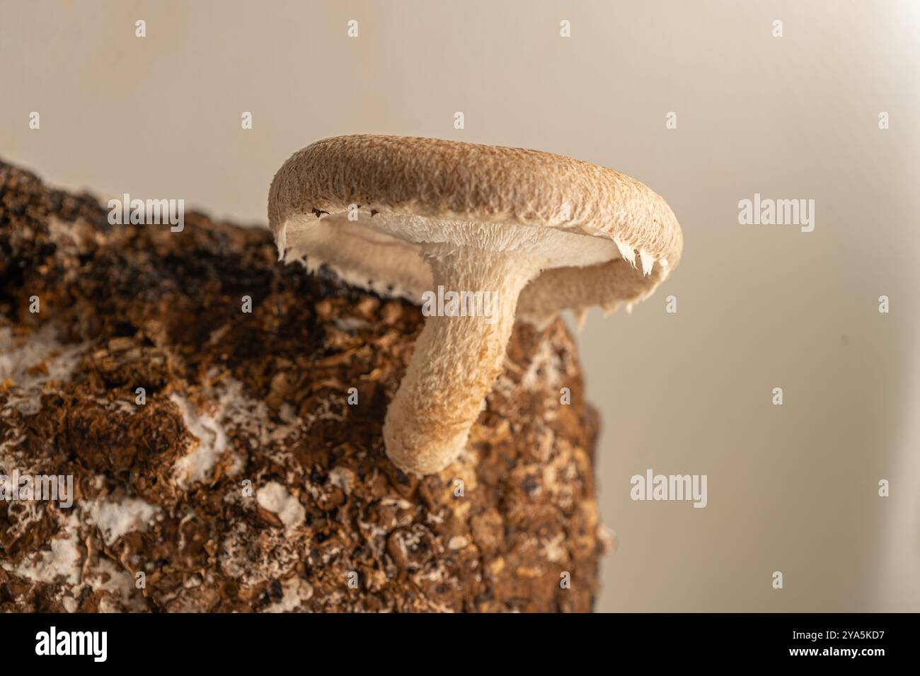 Champignons Shiitake frais. Culture de champignons Shiitake. Gros plan sur les ingrédients asiatiques. ECO Food Bio Vegetarian Food comestible. Blocs de poussière de scie pour mu culinaire Banque D'Images