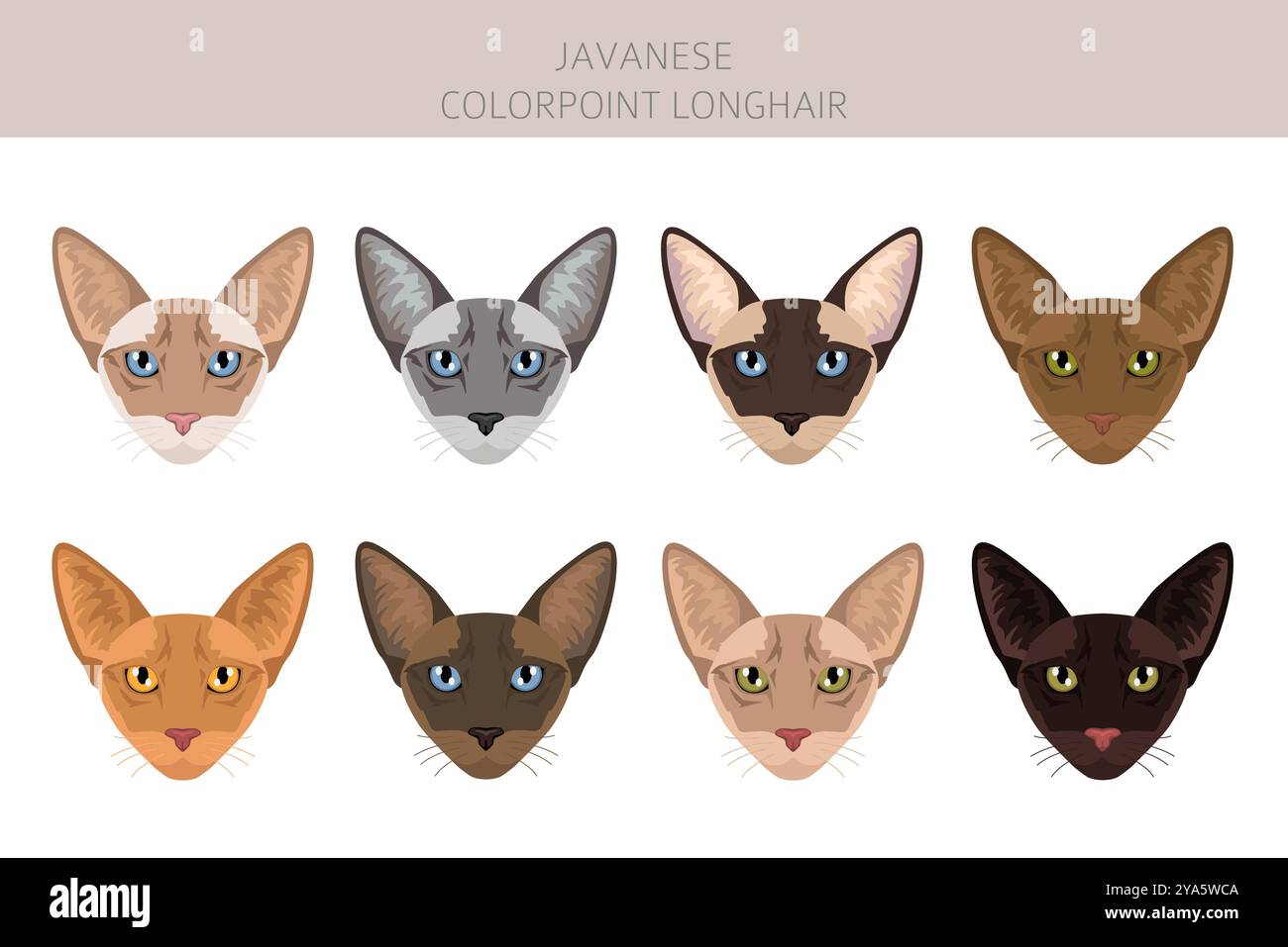 Clipart de chat javanais. Colorpoint Longhair chats toutes les couleurs de pelage sont définies. Infographie des caractéristiques de toutes les races de chats. Illustration vectorielle Illustration de Vecteur