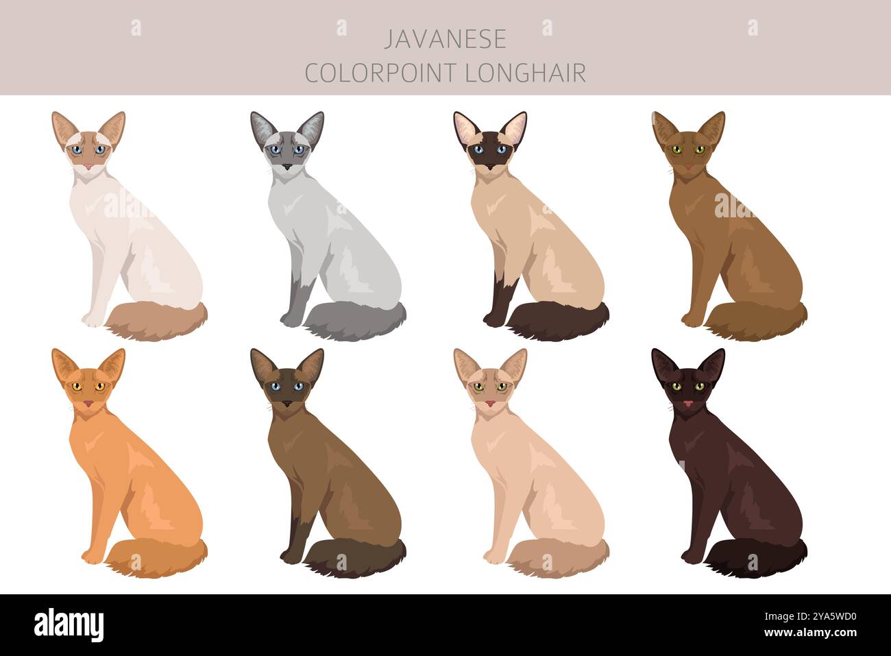 Clipart de chat javanais. Colorpoint Longhair chats toutes les couleurs de pelage sont définies. Infographie des caractéristiques de toutes les races de chats. Illustration vectorielle Illustration de Vecteur