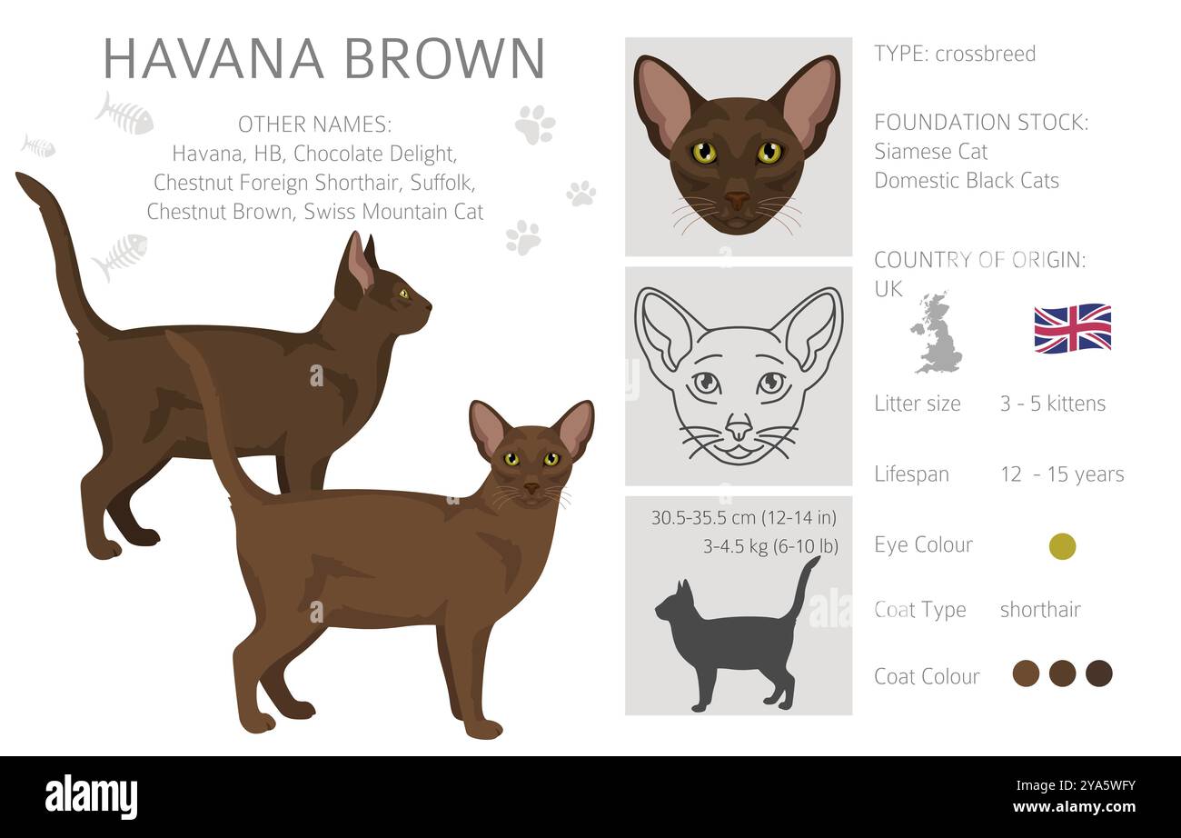 Clipart Havana Brown Cat. Toutes les couleurs de manteau sont définies. Infographie des caractéristiques de toutes les races de chats. Illustration vectorielle Illustration de Vecteur