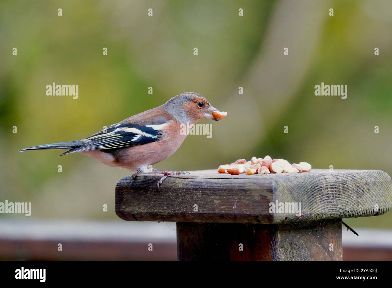 Chaffinch mangeant des cacahuètes sur une clôture Banque D'Images