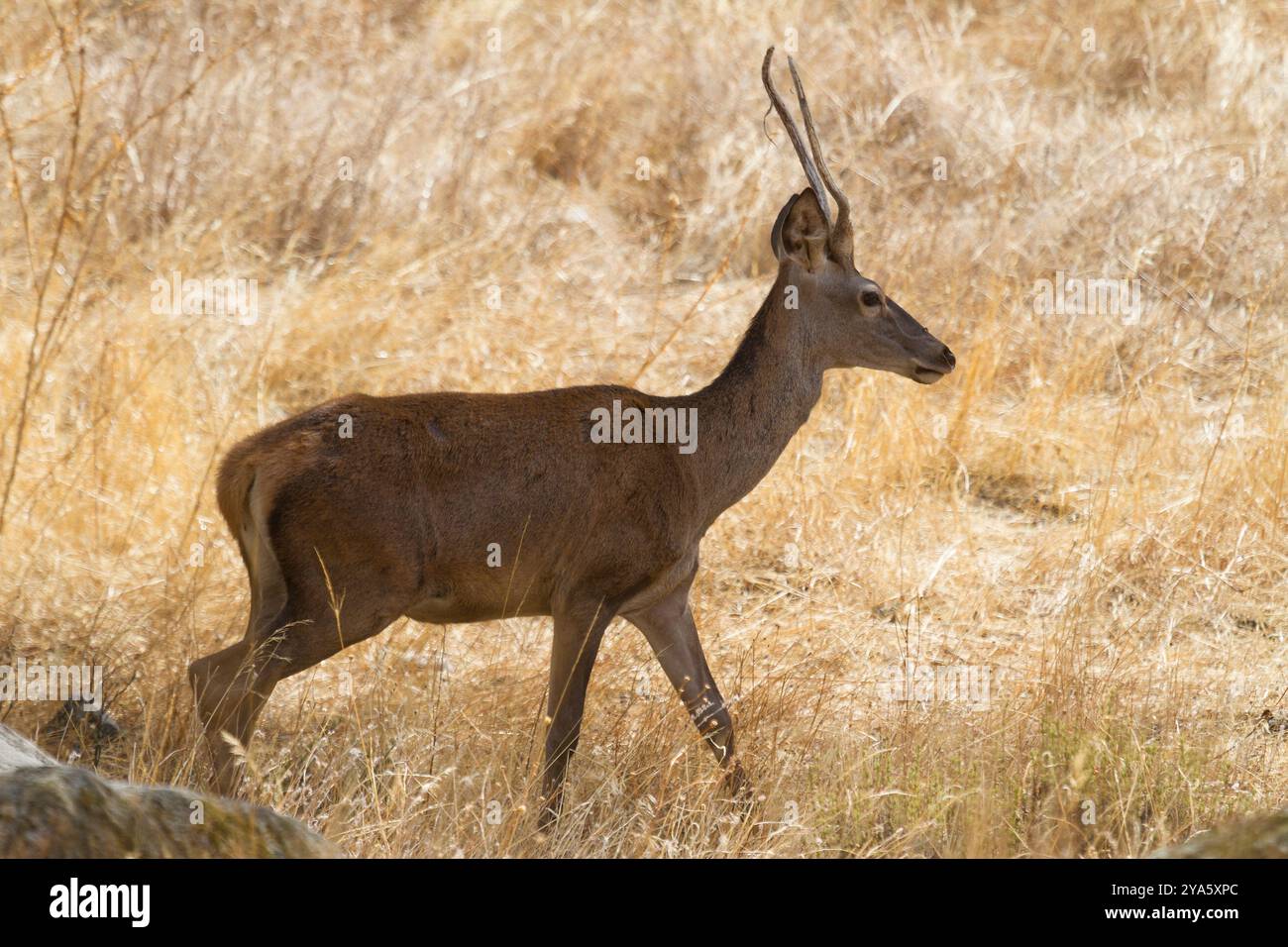 Cerf dans le parc naturel de la Sierra de Andujar, Jaen, Andalousie, Espagne Banque D'Images