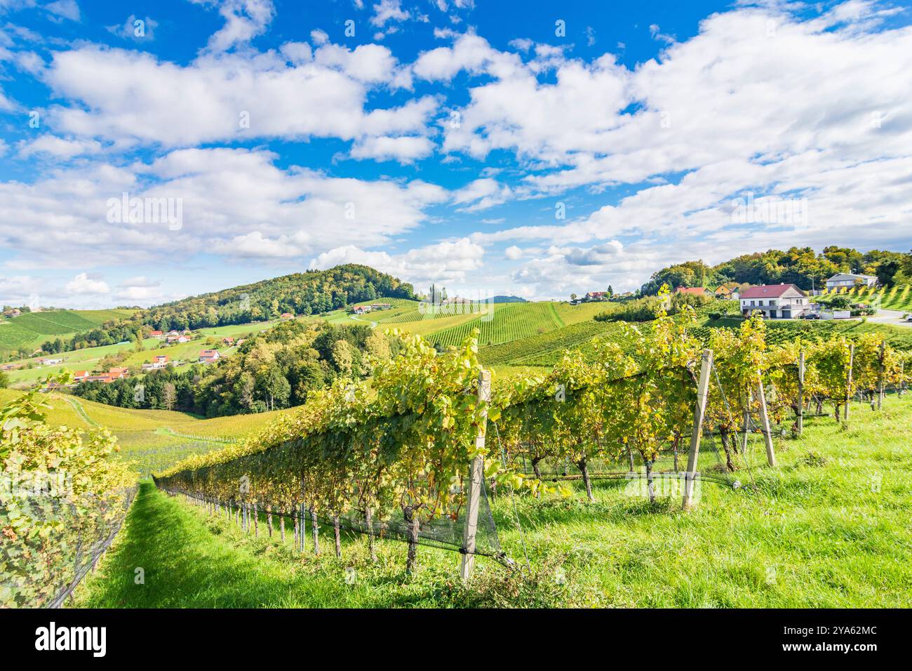 Vignobles, collines Windische Bühel, village Ratsch an der Weinstraße Ehrenhausen an der Weinstraße Süd-Steiermark Steiermark, Styrie Autriche Banque D'Images