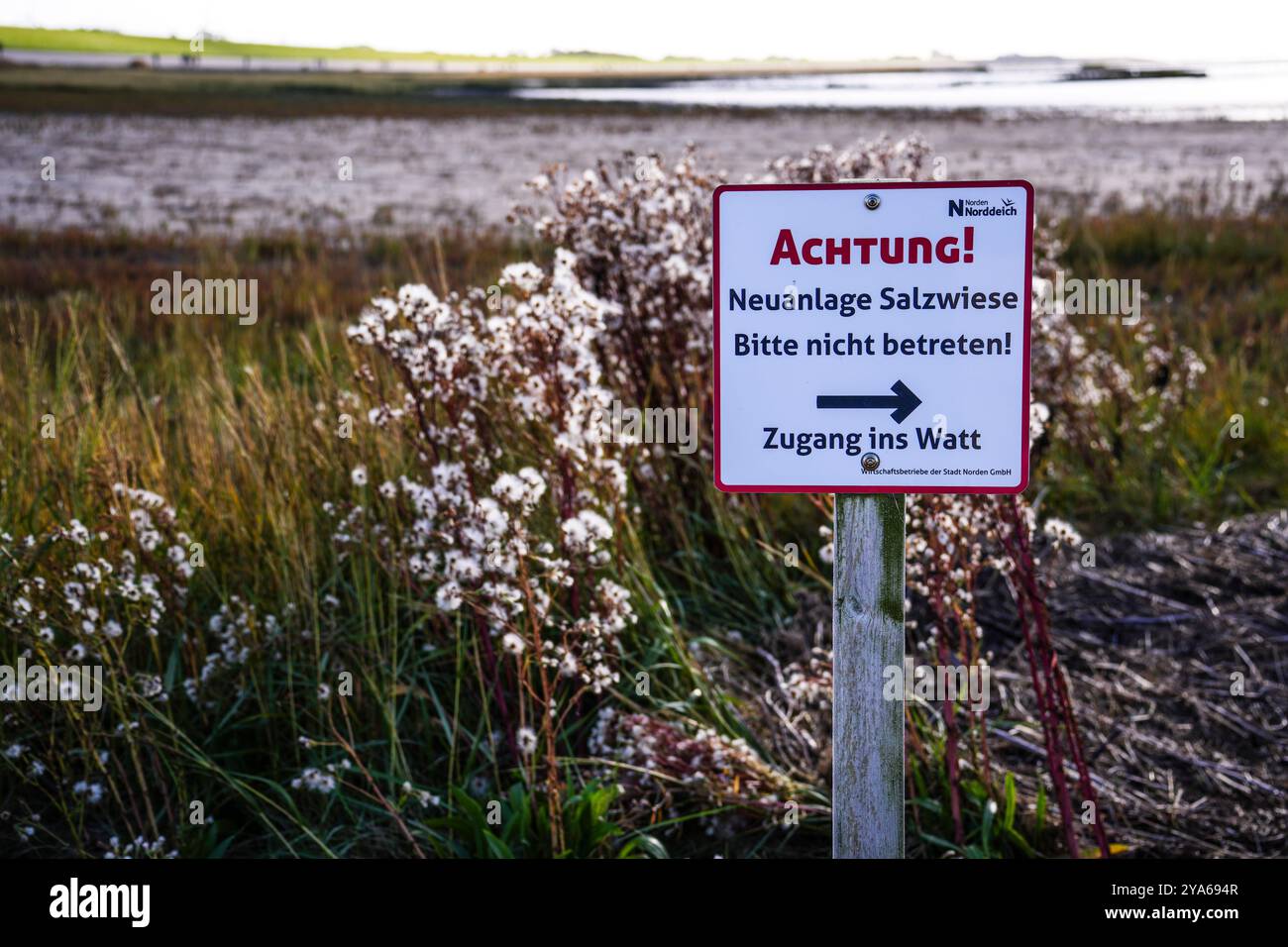 Norddeich , Frise orientale, Allemagne. Marais salants nouvellement créés. Habitat écologiquement précieux pour les animaux et les personnes. Réserve naturelle protégée avec verre Banque D'Images