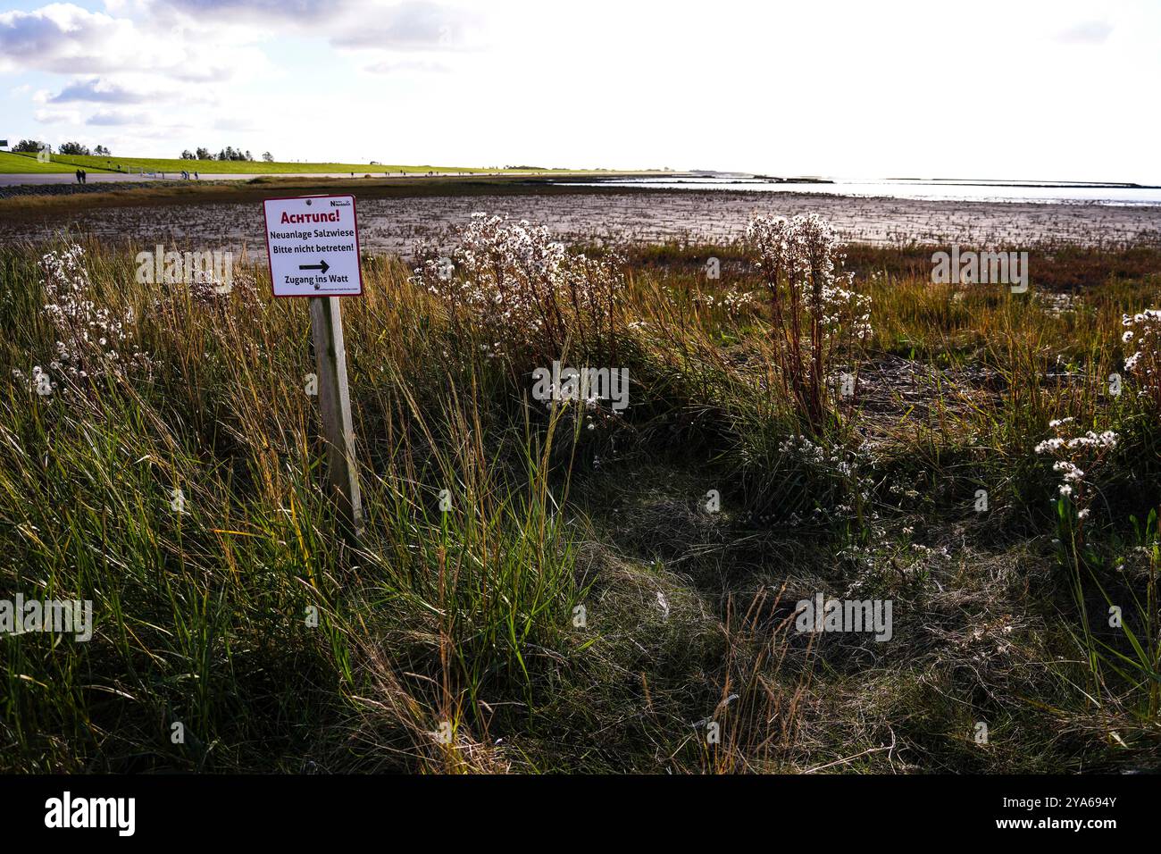 Norddeich , Frise orientale, Allemagne. Marais salants nouvellement créés. Habitat écologiquement précieux pour les animaux et les personnes. Réserve naturelle protégée avec verre Banque D'Images